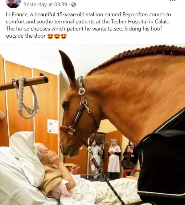 horse visits dying owner in hospital