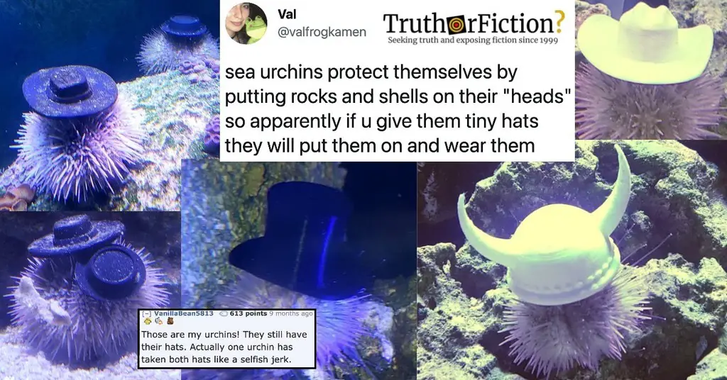 Sea Urchins Wearing Hats