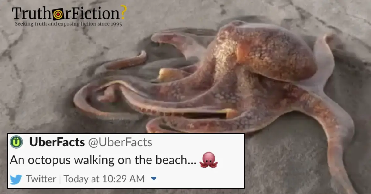 ‘An Octopus Walking On The Beach … 🐙’