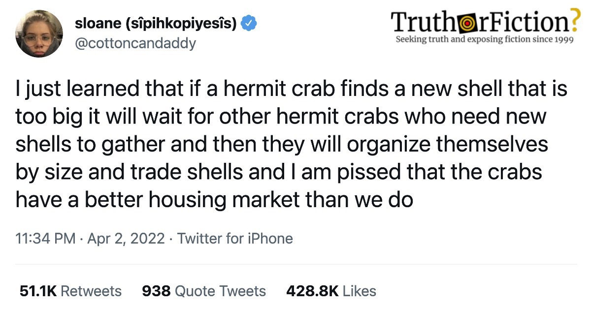 Do Hermit Crabs Line Up to Exchange Shells?