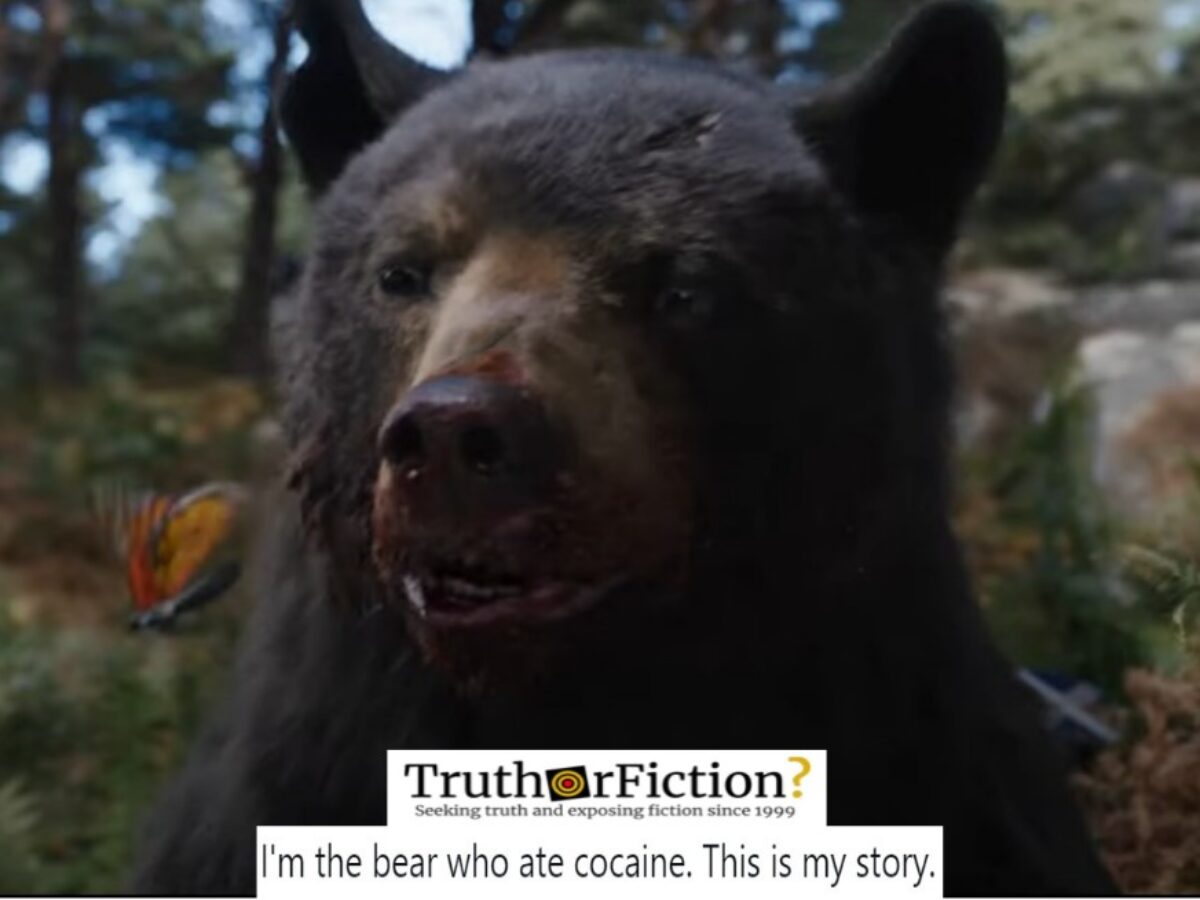 Cocaine Bear's Story Secretly Has A Much Deeper Meaning (Yes, Really!)