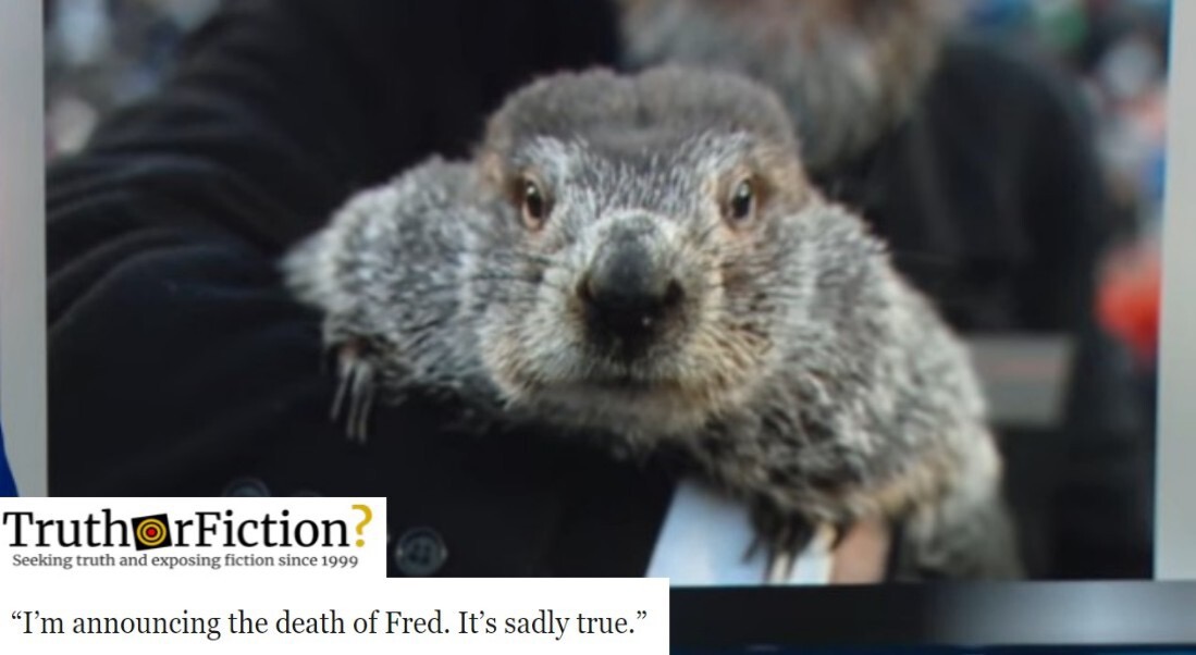 After Fred la Marmotte’s Death, Winter-Watching Animals are Divided