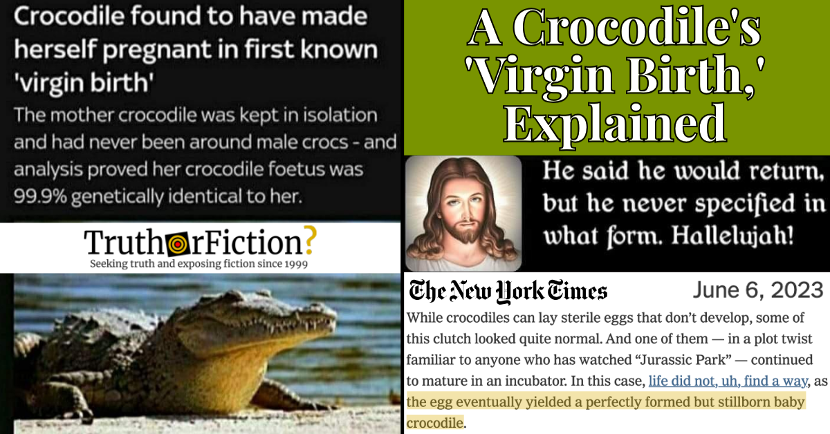 Crocodile ‘Virgin Birth’